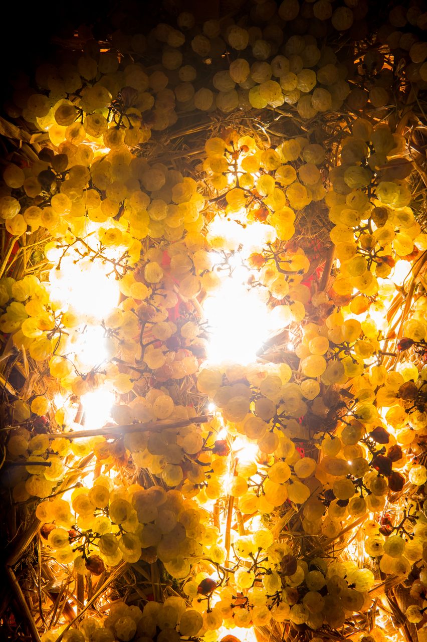 Vignoble Technique Vin de paille VDP-0002